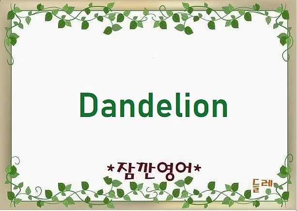 민들레 Dandelion 어원과 유래 2026년 총정리