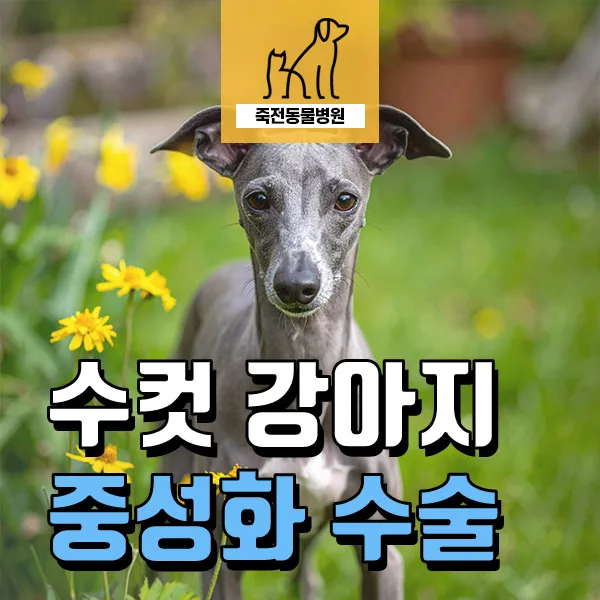 이탈리안 그레이하운드 중성화, 2살 수컷 강아지 입양 후기 2026