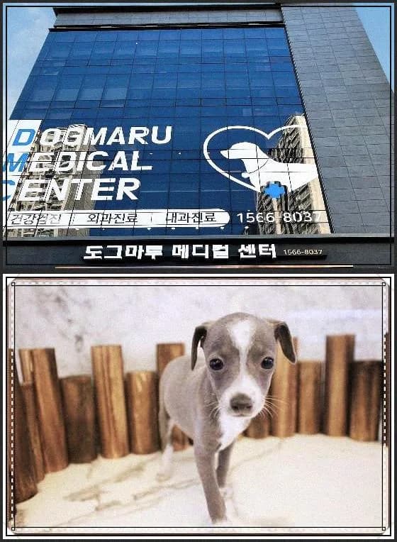 서울 강아지 분양 2026: 건강한 반려견 찾는 5가지 핵심 기준