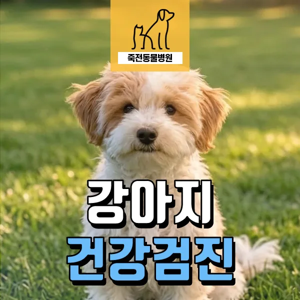 12살 강아지 건강검진, 왜 중요할까? 2026년 필수 체크리스트