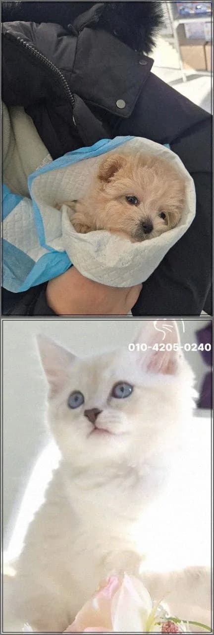 수원 강아지 분양 2026: 반려견 입양 기준과 건강 관리 총정리
