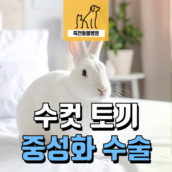 수컷 토끼 중성화, 왜 필요할까? 2026년 최신 정보 총정리