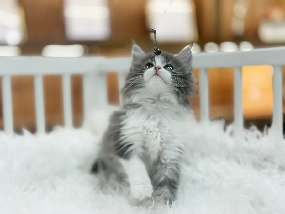 Norwegian Forest Cat Adoption Guide 2026: Healthy Kittens