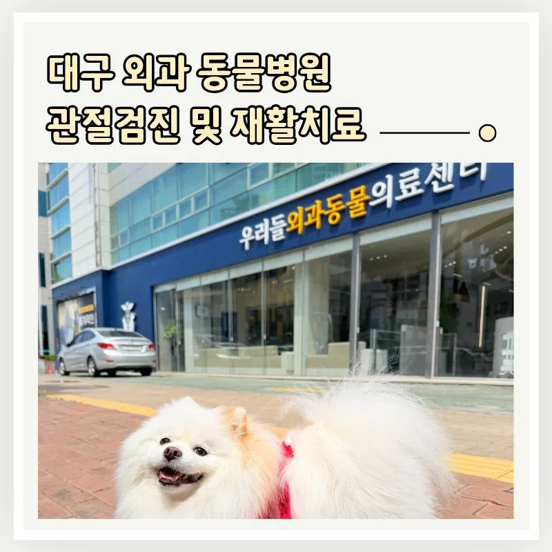 대구 강아지 관절 검진 2026: 외과 전문 병원 선택 가이드
