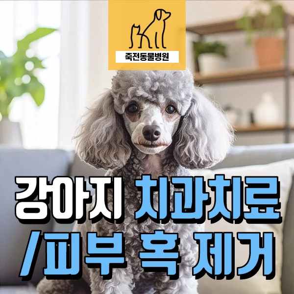 6살 강아지 치아 문제, 치석 제거와 피부 혹 수술 성공 사례 2026