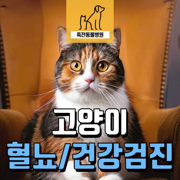 13살 고양이 신장 건강검진: 혈뇨와 신부전 관리법 2026