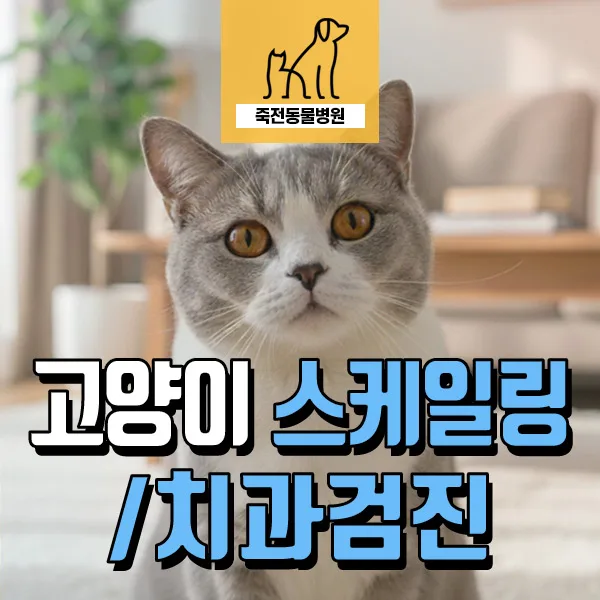 고양이 스케일링과 치과 검진, 2026년 필수 점검 항목은?