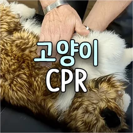 반려동물 CPR 2026: 고양이·소형견 심폐소생술 완벽 가이드