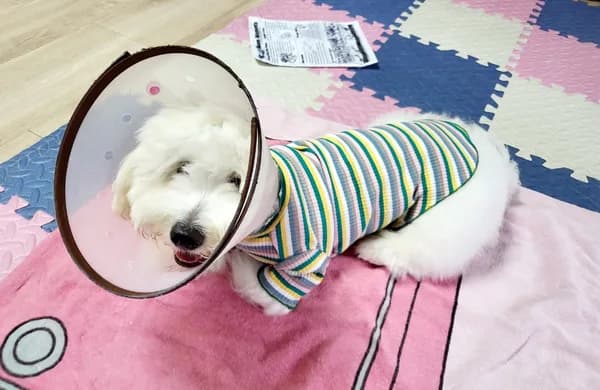 강아지 중성화 후 사료, 언제 바꿔야 할까? 2026년 최신 가이드