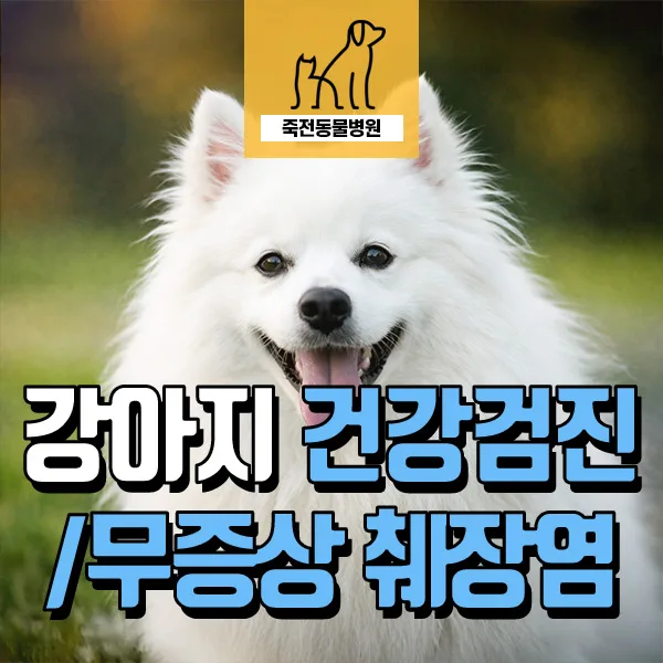 무증상 췌장염, 14세 강아지 건강검진으로 발견한 비밀 2026