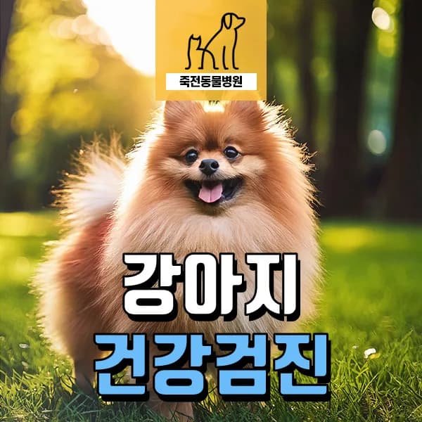 노령견 중성화 미시술 시 건강검진 필수 항목 2026
