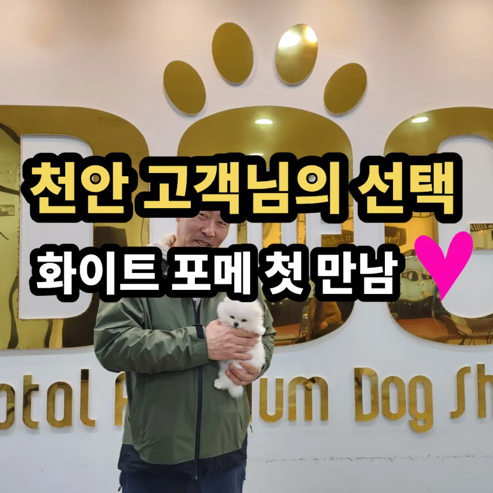 세종 강아지 분양 2026: 화이트 포메라니안 입양 후기 및 선택 이유
