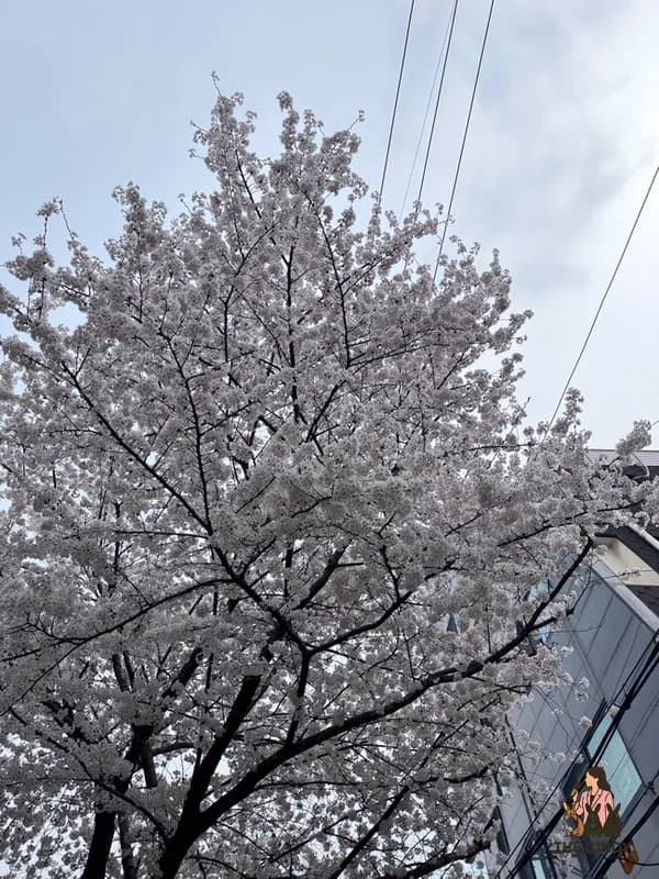 공덕역 샐러드 맛집 2026: 와이스타브 다이어트 식단 후기