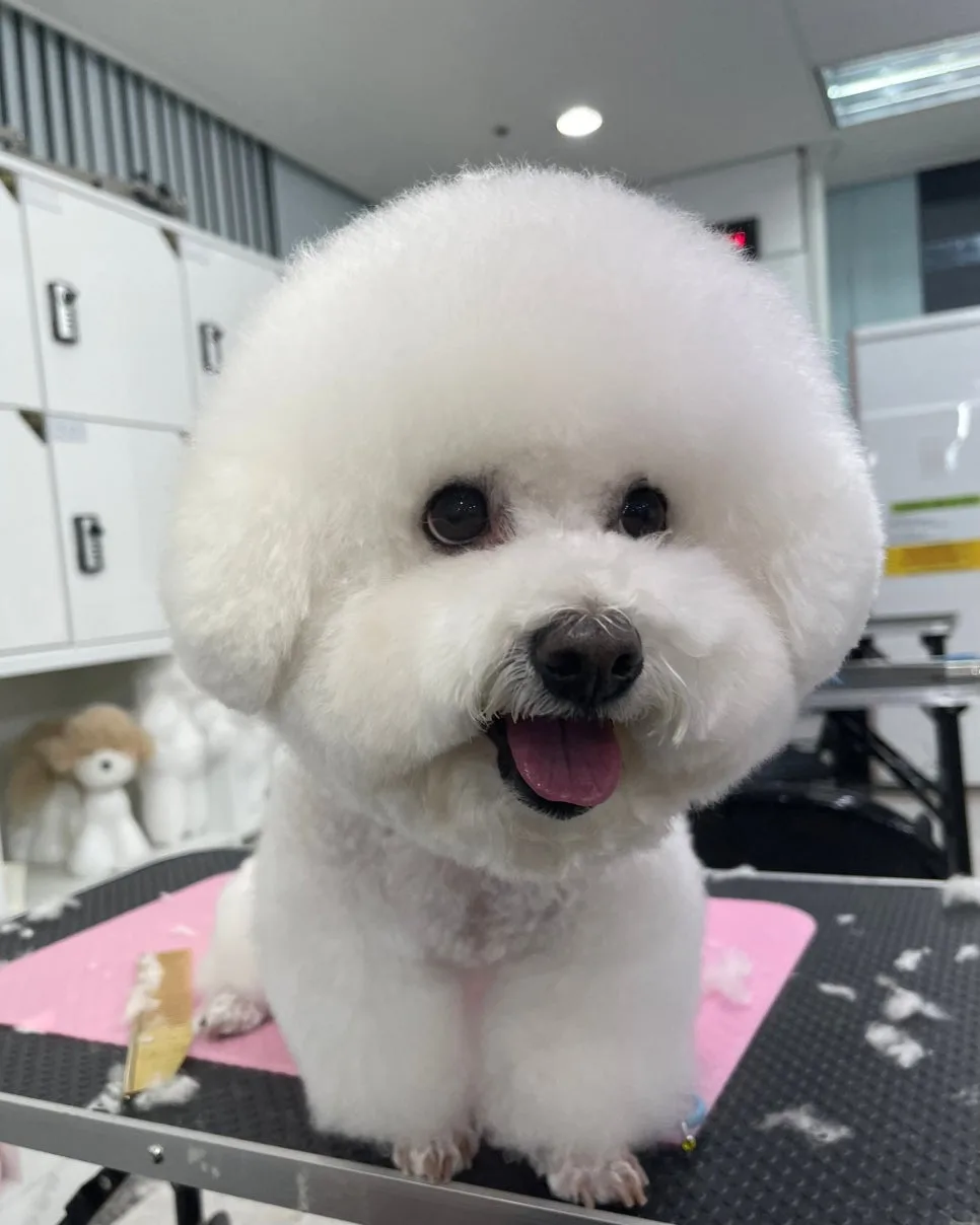 인천 애견미용학원 2026: 실무 중심 교육기관 선택 가이드