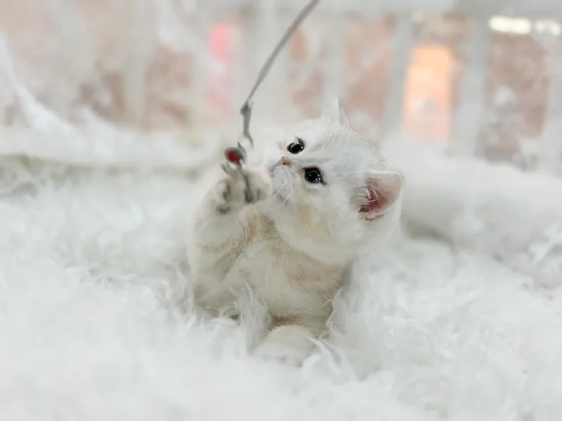 British Shorthair Kittens for Sale 2026: Your Guide