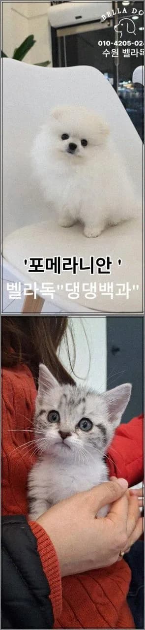 수원 강아지 분양 2026: 반려가족 맞이, 애니멀 큐레이터와 건강 기준 확인