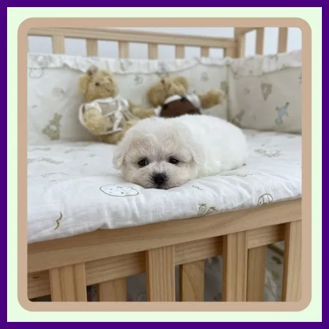 Maltipoo Adoption Guide 2026: 3 Key Steps for US Buyers