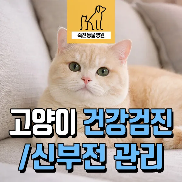 고양이 신부전 관리 소홀 시 기침 증상 원인 2026년 총정리