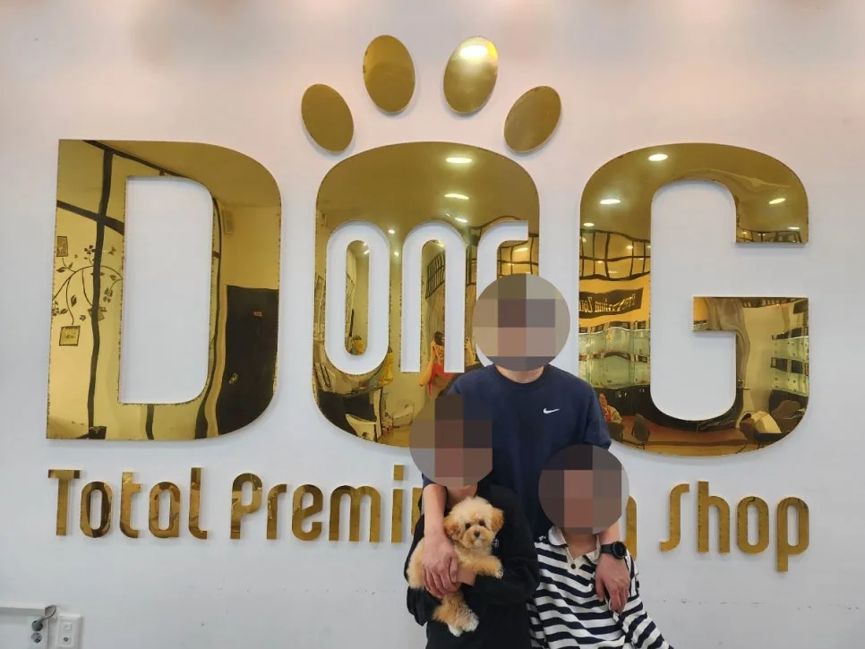 세종 토이푸들 분양 후기: 아이 선물로 완벽한 이유 2026