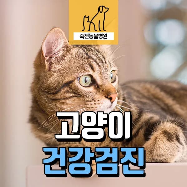 노령묘 갑상선 항진증 관리 2026: 심장 문제 동반 시 대처법