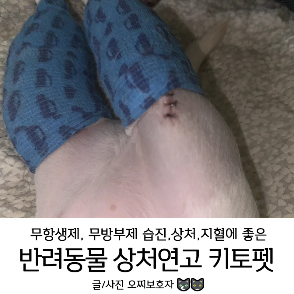 반려동물 상처연고 키토펫: 강아지 피부염·고양이 구내염 2026년 활용법