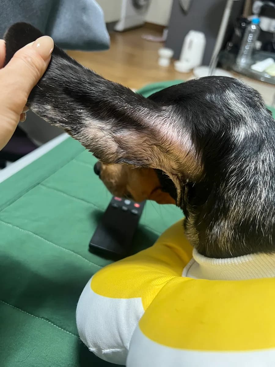Dachshund Skin Problems: Expert Guide to Dandruff & Hair Loss 2026