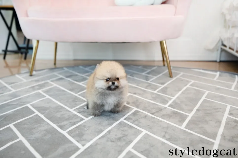 안성 강아지 분양: 포메라니안·말티즈 등 건강한 반려견 찾는 법 2026