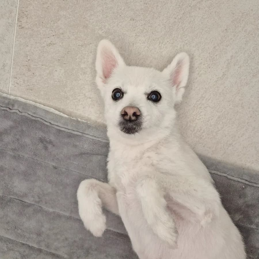 반려동물 뽀뽀 & 고양이 약 먹이기: 2026년 능숙한 집사의 일상