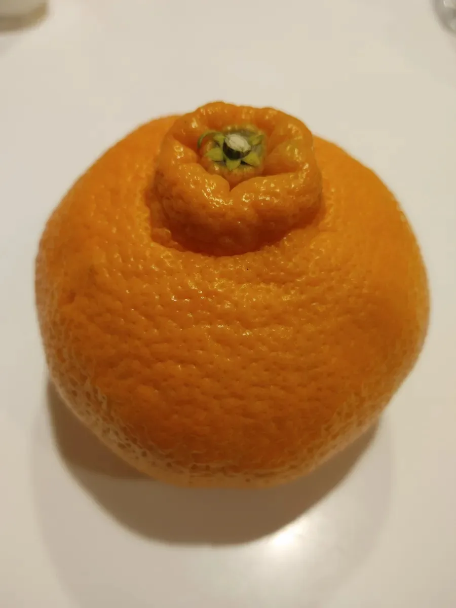 제주 레드향 맛집 탐방 및 톳칼국수 후기 2026