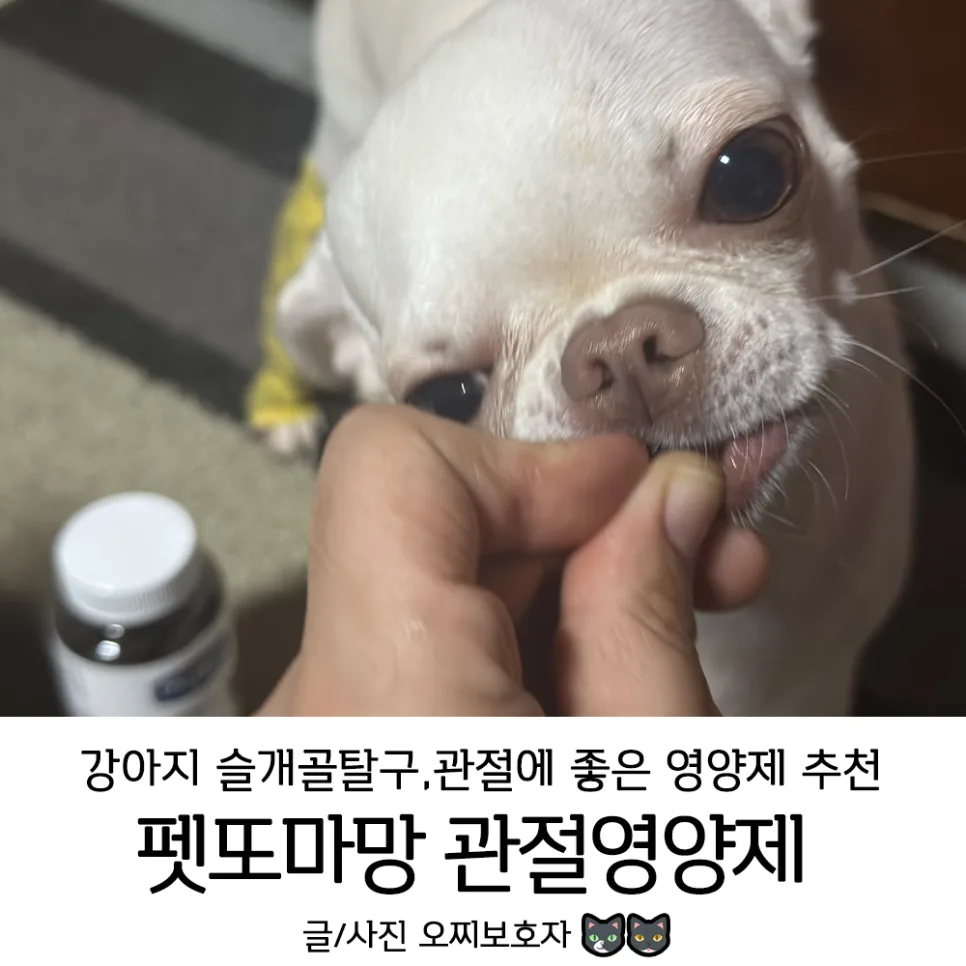 강아지 관절영양제 2026년 성분 비교 및 추천 가이드