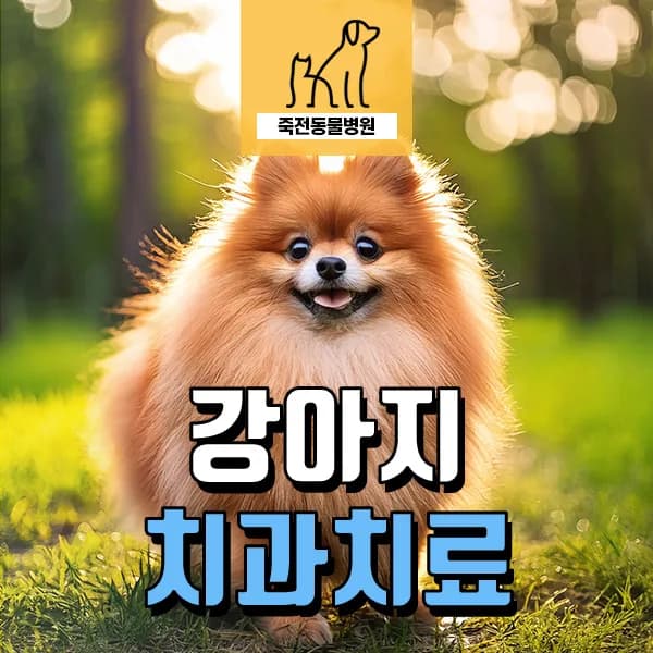 강아지 프로브 검사, 치주 질환 진단 핵심 2026