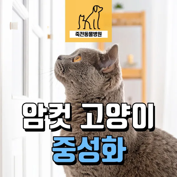 암컷 고양이 중성화 수술 전 혈액검사, 왜 필요할까요? 2026년 최신 정보