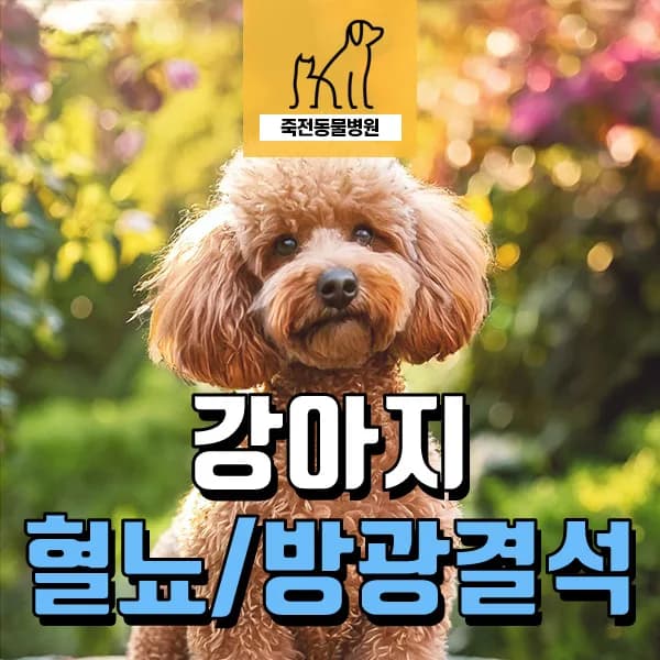 강아지 혈뇨와 방광 결석, 수술 후 관리법 2026년 총정리
