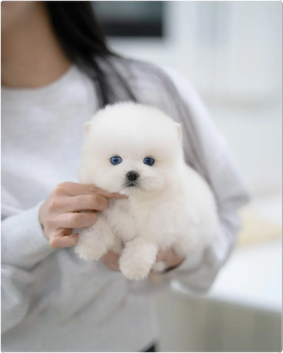 남양주 강아지 분양, 일상이 영화가 되는 특별한 경험 2026