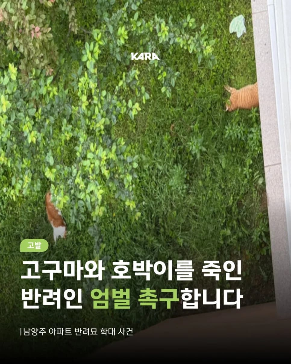 고양이 학대 사건 2026: 고구마·호박이 죽음의 진실과 엄벌 촉구
