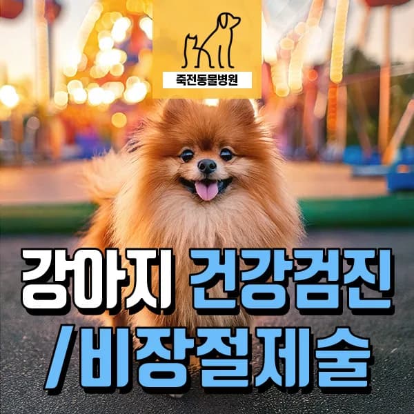 강아지 비장 절제 수술: 건강검진 후 발견된 이상 증상과 회복 과정 2026