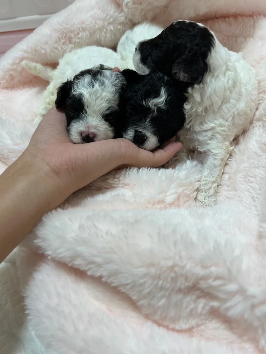 실버파티푸들 분양 2026: 크림이의 특별한 매력 파헤치기