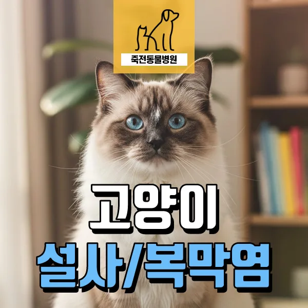 고양이 건식 복막염, 설사 증상으로 진단받은 12주 치료 후기 2026