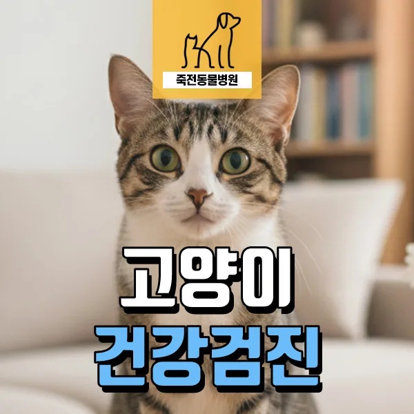 고양이 왼쪽 신장 위축 조기 발견 및 관리법 2026