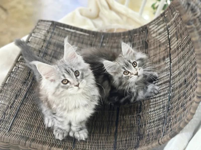 원주 고양이 분양 2026: 건강한 반려묘 찾는 3가지 핵심 체크리스트