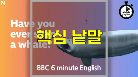 고래와 인간의 관계 2026: BBC 영어 단어 6분 학습 가이드