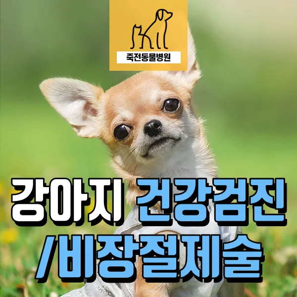 13살 강아지 비장 혹 발견 및 제거 수술 후기 2026