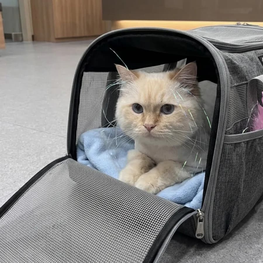 고양이 건강검진 항목 2026: 우리 냥이 필수 검사 총정리