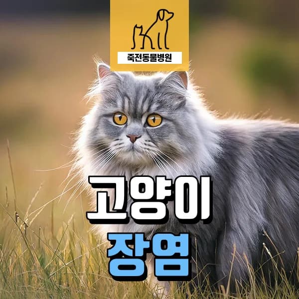 고양이 혈변, 급성 장염 원인과 치료법 2026년 최신 정보