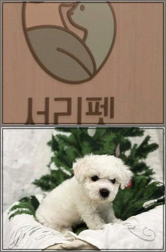 서울 강아지 분양 2026: 건강한 반려견 찾는 5단계 가이드