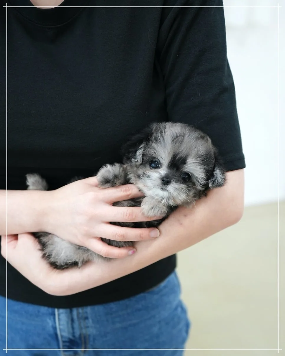 Blue Merle Maltipoo Puppies for Sale 2026: Your Dream Dog Awaits