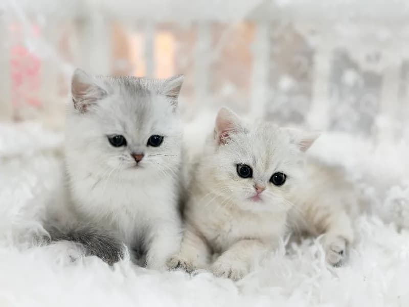 British Shorthair Kittens for Sale 2026: Expert Guide