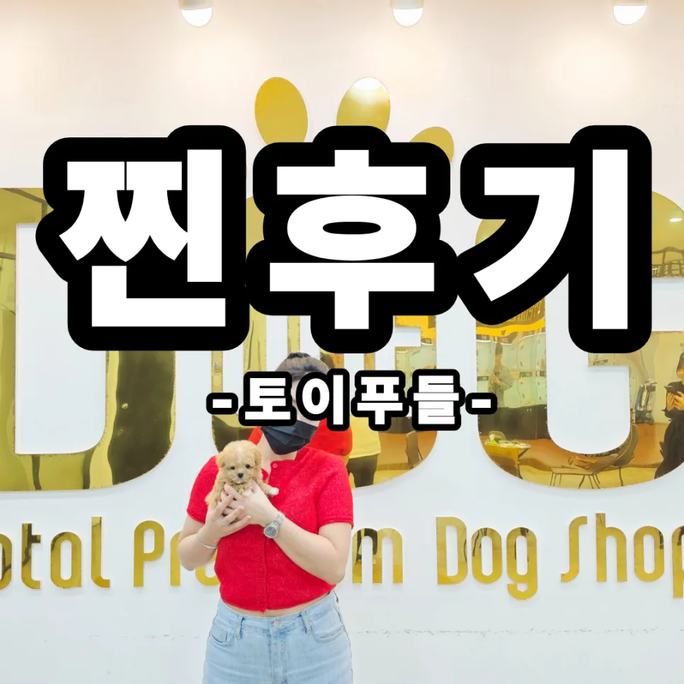 세종 토이푸들 분양 2026: 대전 발품 후 원독 선택 이유와 초보 보호자 Q&A