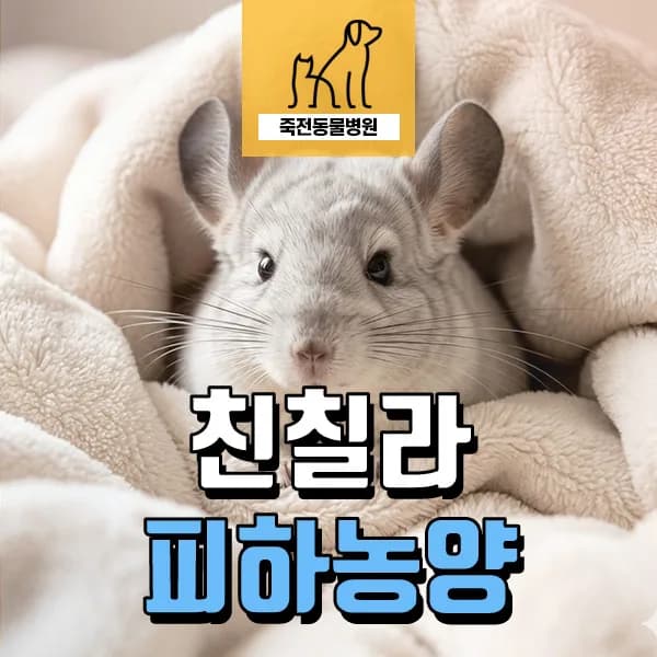 친칠라 피하 농양 제거 수술, 완치까지 2026년 완벽 가이드
