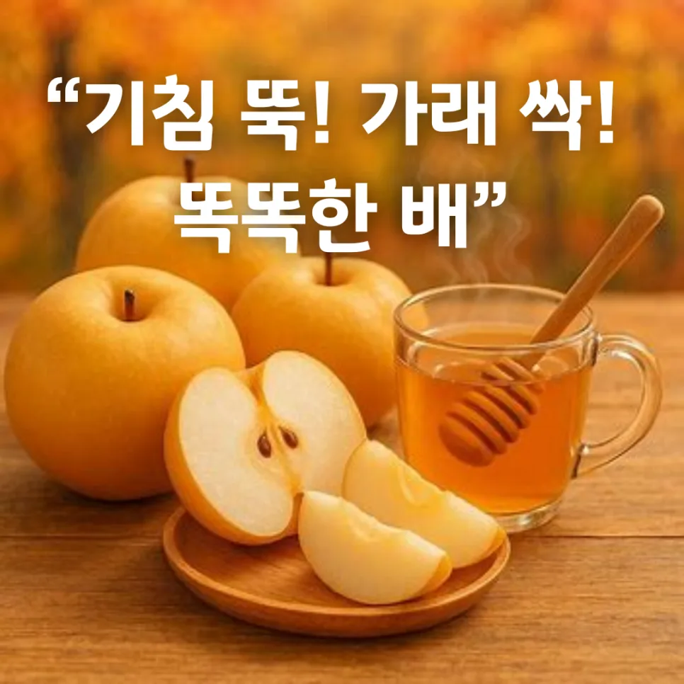 환절기 기관지 건강 지키는 배 효능 2026: 꿀조합 레시피까지